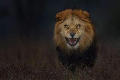 一击毙命!如何成为交易市场的猎手大师? 一击毙命!如何成为交易市场的猎手大师?